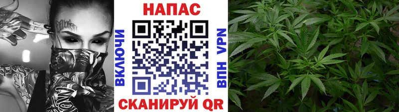Конопля планчик  закладка  Шуя 